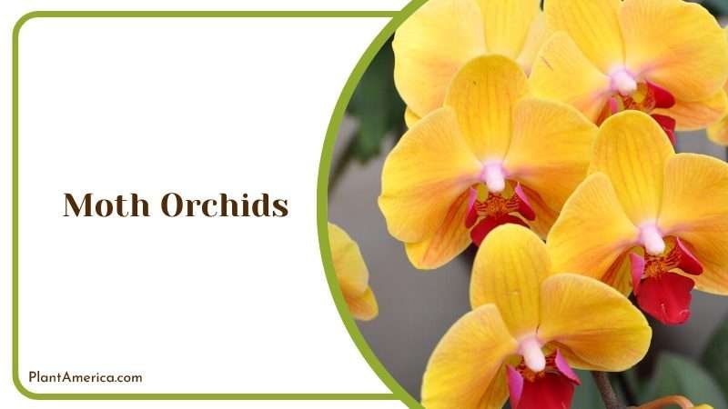 Blossoming Moth Orchids Flowers Plant America Blossoming Moth Orchids Flowers Plant America