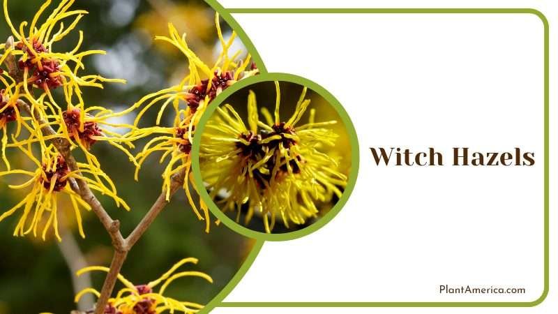 Blossoms of Wild Witch Hazels Plant America