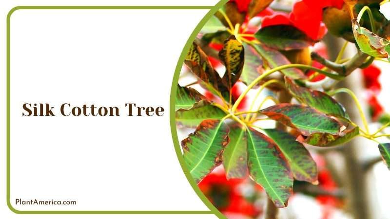 Blossoms of the Red Silk Cottom Tree Plant America