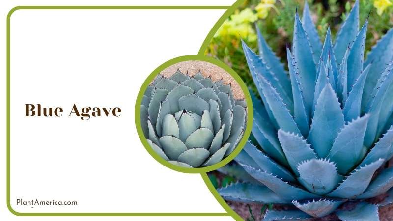 Blue Agave Making Tequila Plant America Blue Agave Making Tequila Plant America