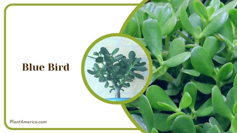 Blue Bird Drawbacks Plant America Blue Bird Drawbacks Plant America