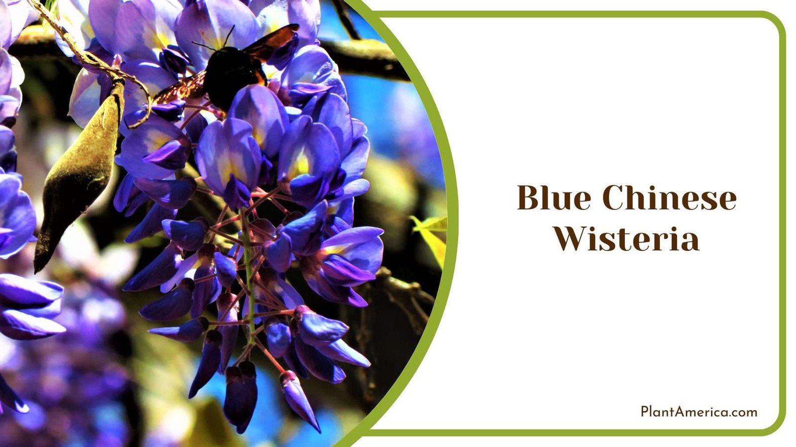 Blue Chinese Wisteria Plant America
