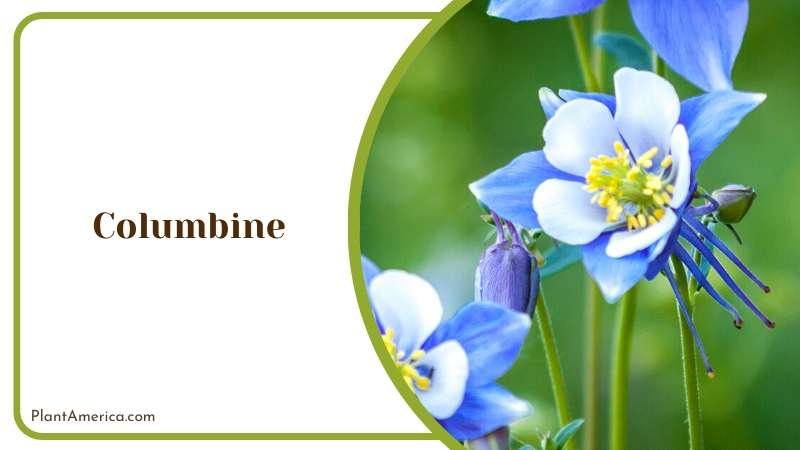 Blue Columbine Wild Flower Plant America
