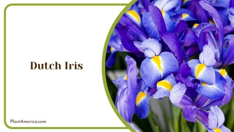 Blue Dutch Iris in Garden Plant America Blue Dutch Iris in Garden Plant America