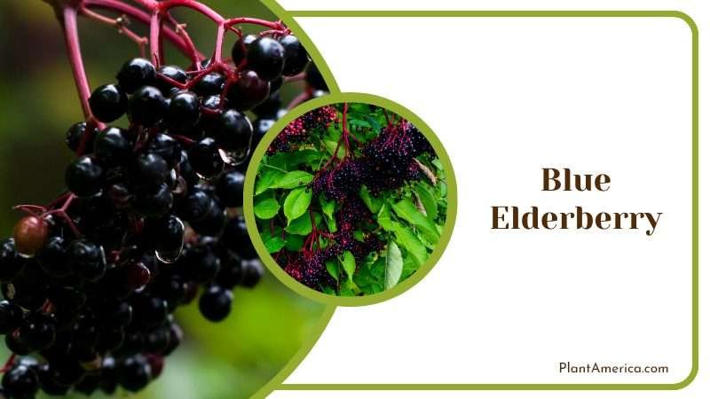 Blue Elderberry Edible Berries Plant America