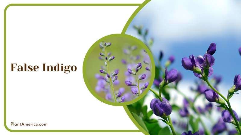 Blue False Indigo in Spring Plant America
