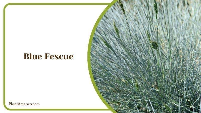 Blue Fescue Plant America