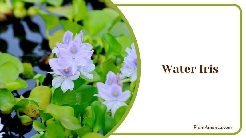 Blue Flowers Water Iris Plant America