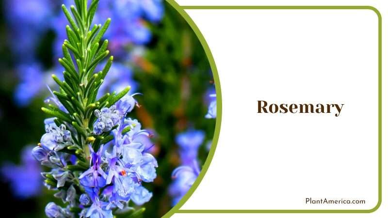 Blue Flowers of Rosemary PlantAmerica