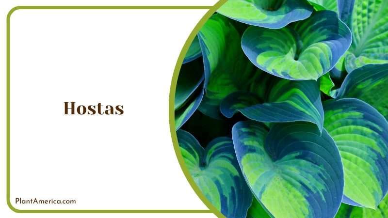 Blue Green Leaves of Hostas Plant America