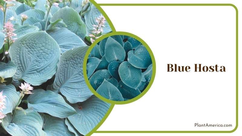 Blue Hosta Care and Maintenance Plant America Blue Hosta Care and Maintenance Plant America