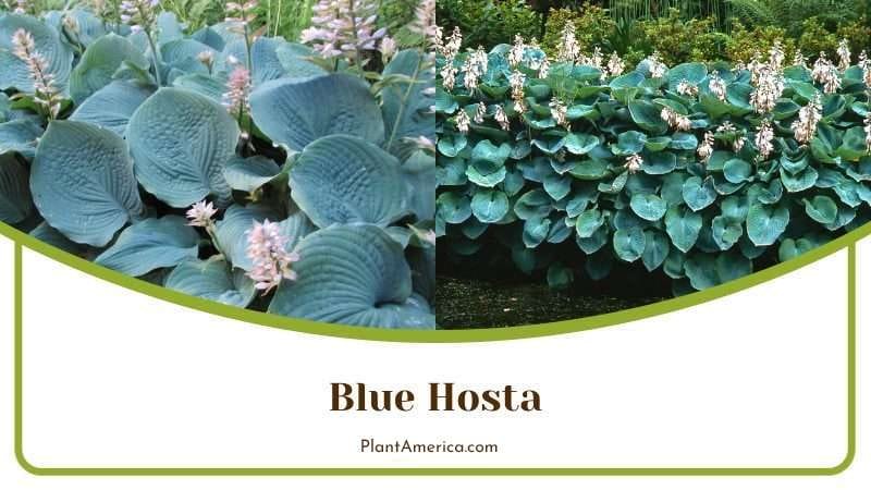 Blue Hosta PlantAmerica