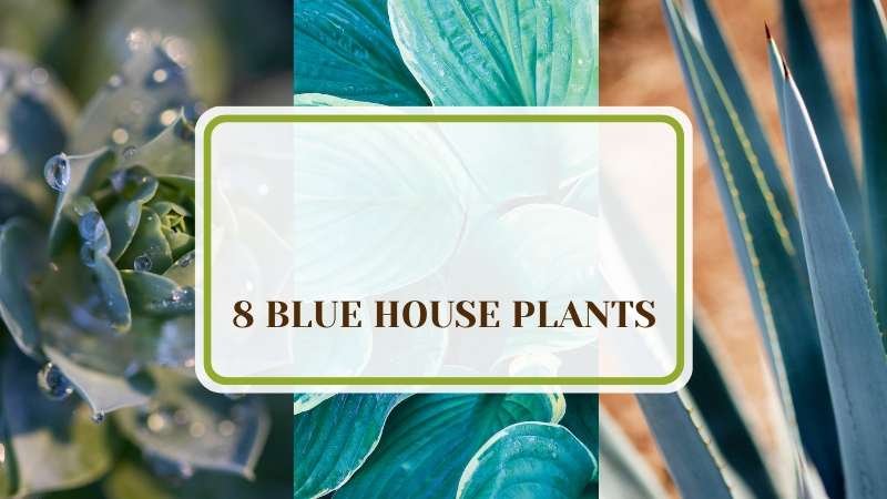 Blue House Plants Plant America 8 Blue House Plants: Adding Color Using Plants