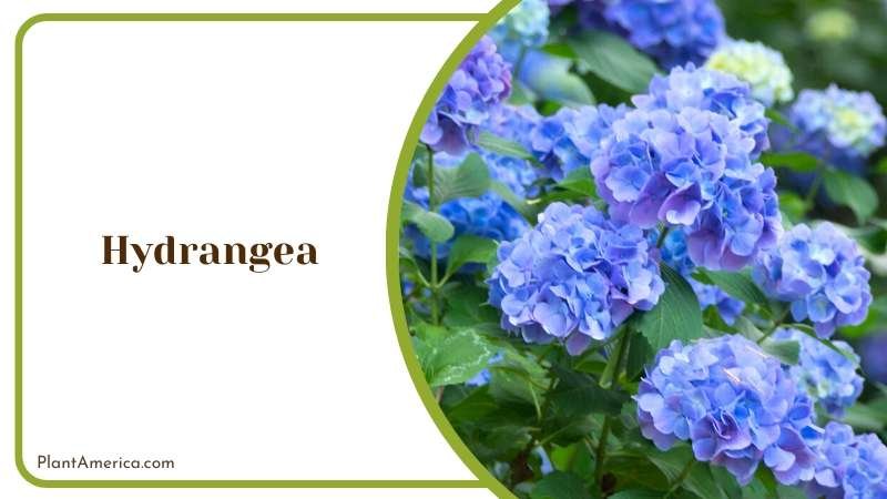 Blue Hydrangea Blossoms Plant America