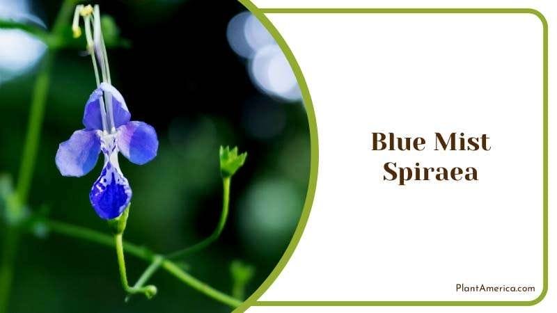 Blue Mist Spiraea Shrub Plant America