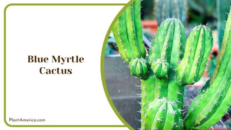 Blue Myrtle Shrub Cactus Plant America Blue Myrtle Shrub Cactus Plant America