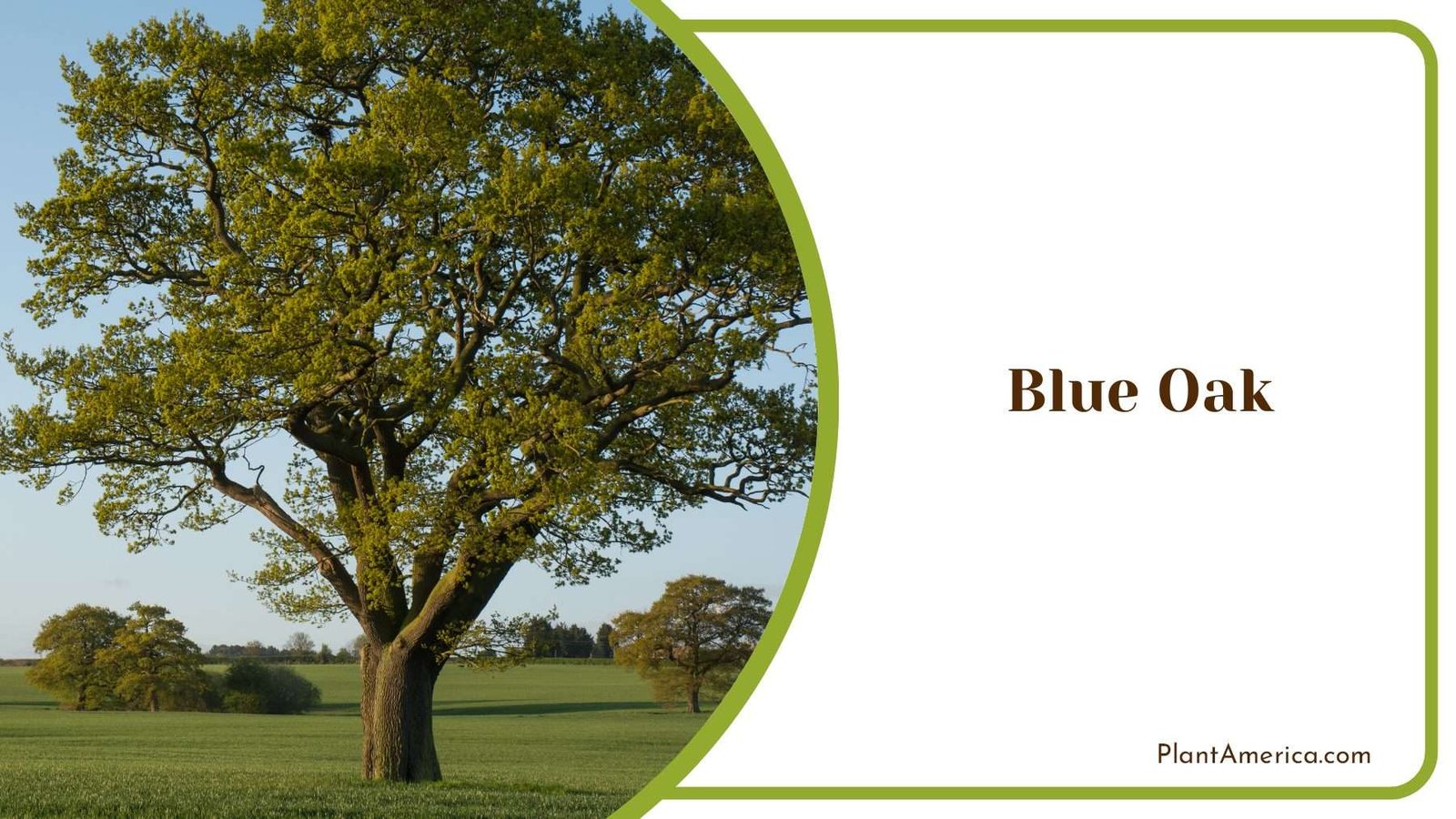 Blue Oak On Sunlight Plant America