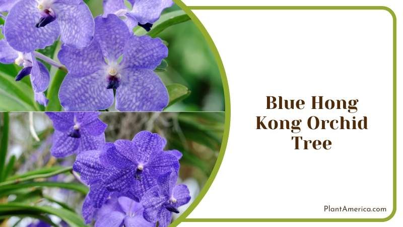 Blue Orchid Tree with Blooms Plant America