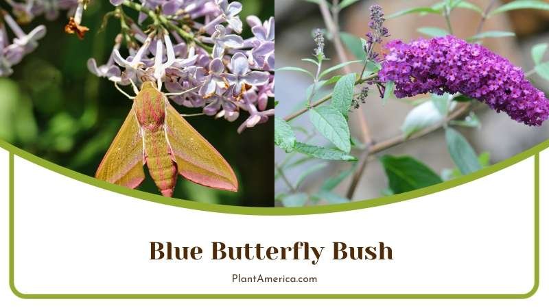 Blue Pea Like Flowers of Butterfly Bush Plant America