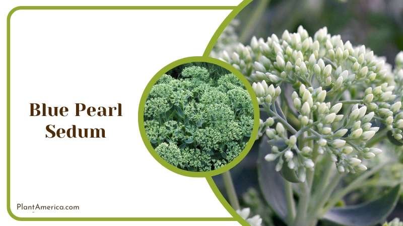 Blue Pearl Sedum Leaves with Smoky Blue Color Plant America Blue Pearl Sedum Leaves with Smoky Blue Color Plant America