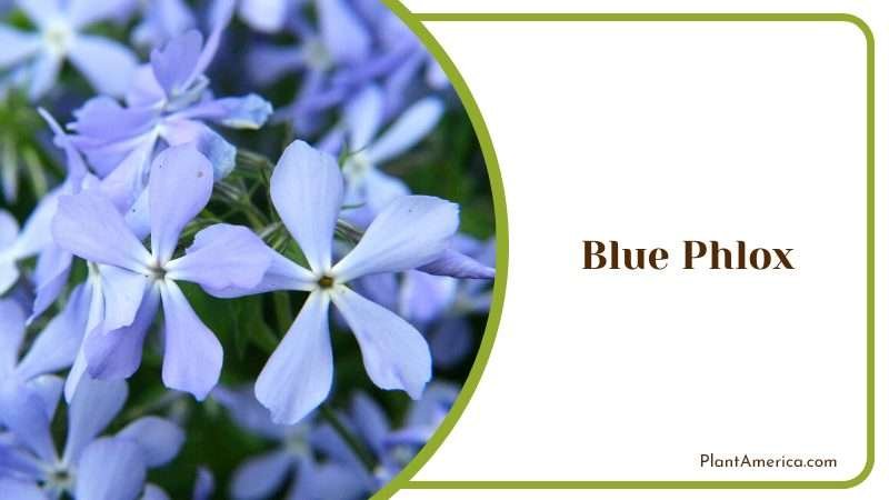 Blue Phlox drought tolerant PlantAmerica