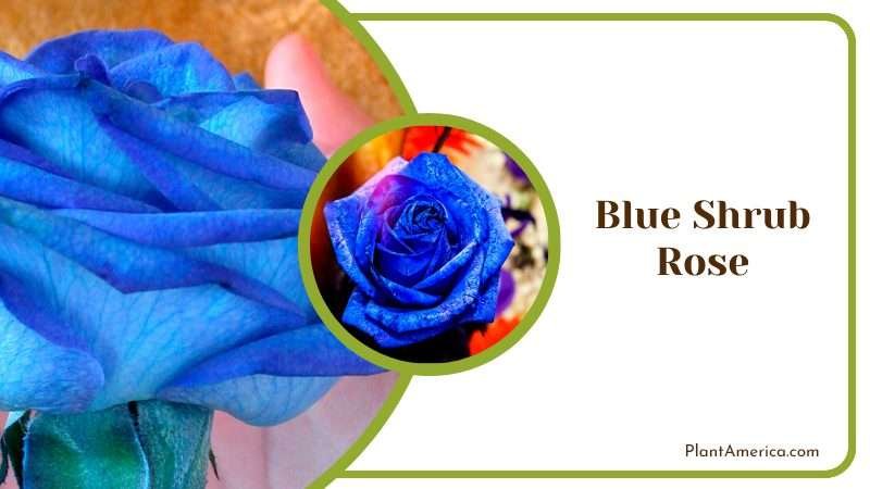 Blue Shrub Rose Plant America