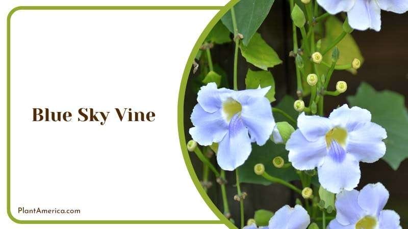 Blue Sky Creeper Plant America