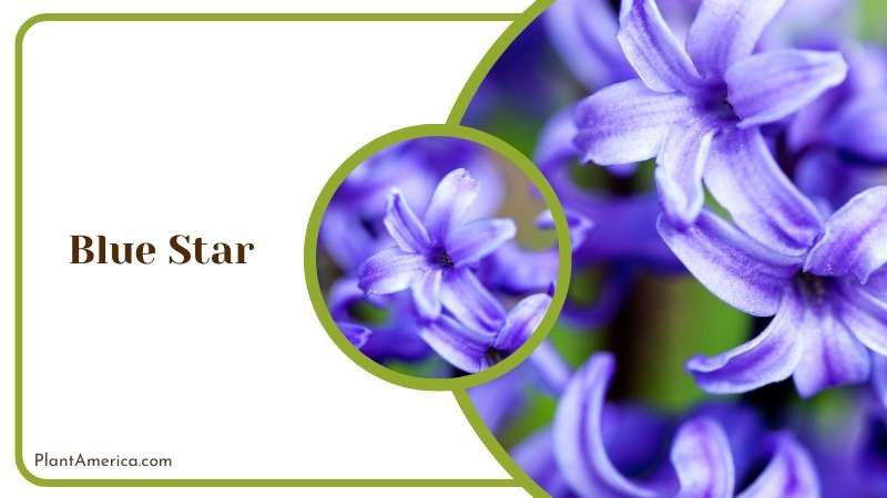 Blue Star excellent choice for gardens Plant America