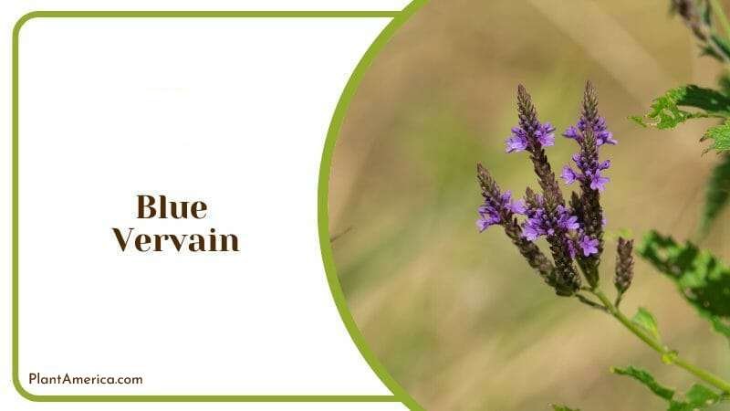 Blue Vervain consist of Small Flower Plant America