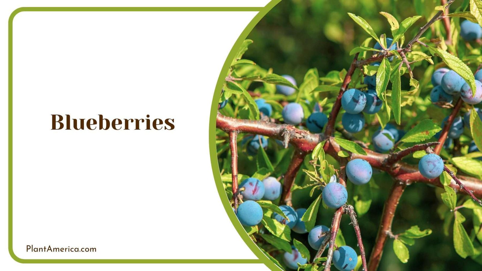 Blueberries Plant Plant America Blueberries Plant Plant America