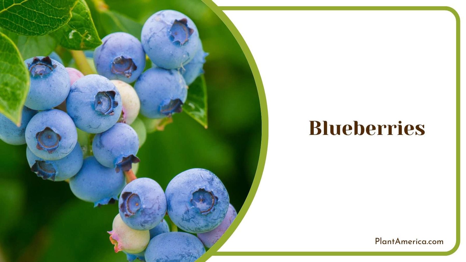 Blueberries With Leaves Plant America Blueberries With Leaves Plant America