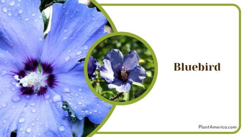 Bluebird With Water Drops On It Plant America Bluebird With Water Drops On It Plant America