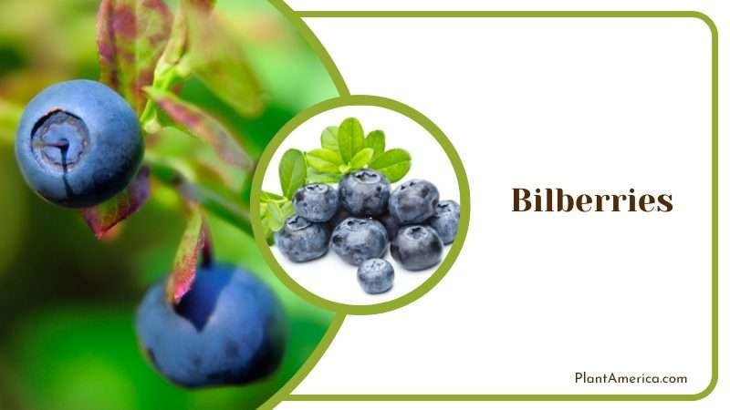 Bluish Ripe Bilberries with Leaf Plant America