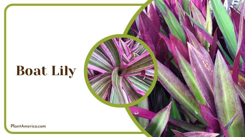 Boat Lily has sword shaped purple leaves Plant America Boat Lily has sword shaped purple leaves Plant America