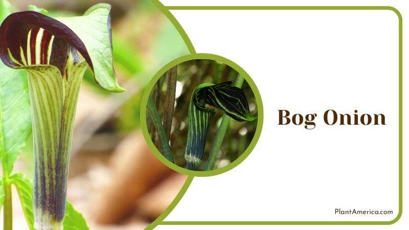 Bog Onion Jack in the pulpit plant PlantAmerica