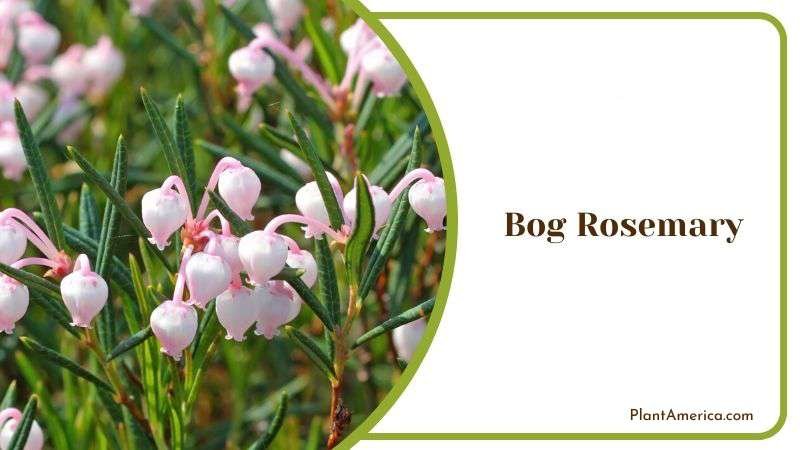 Bog Rosemary Plant America