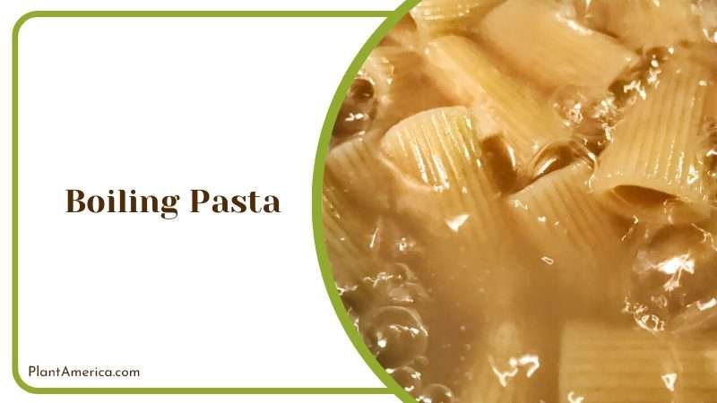 Boiling Pasta is Good for Plants Plant America