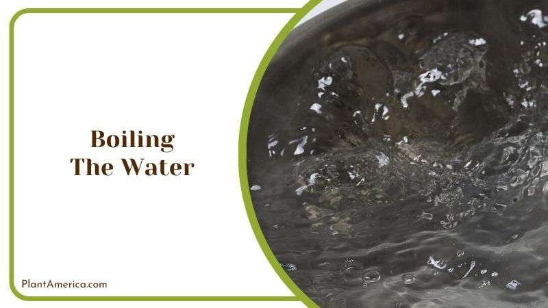 Boiling the Water Plant America