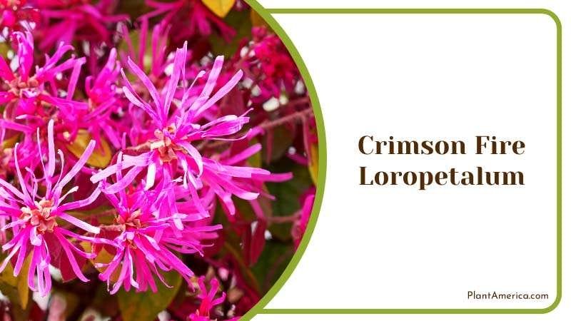 Bold Crimson Fire Loropetalum Plant America