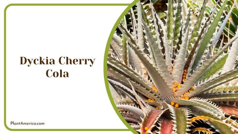 Bold Dyckia Cherry Cola Succulent Plant America Bold Dyckia Cherry Cola Succulent Plant America
