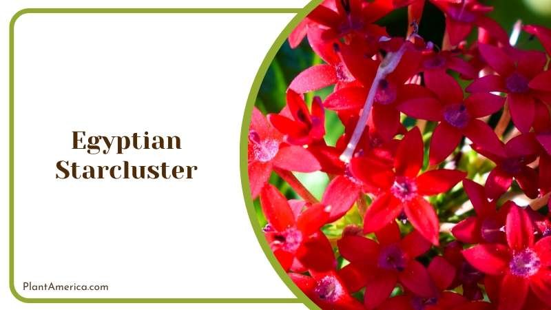 Bold Egyptian Starcluster Plant America