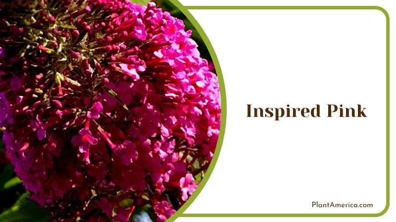 Bold Inspired Pink Buddleia Plant America