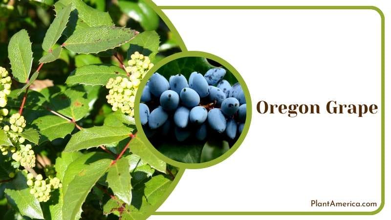 Bold Oregon Grape Plant America