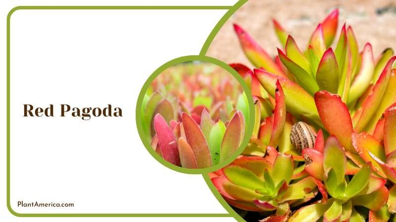 Bold Red Pagoda Foliage Plant America 1