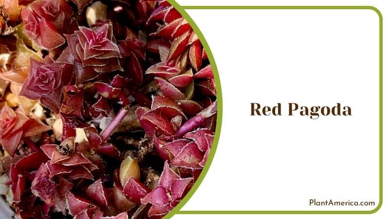 Bold Red Pagoda Foliage Plant America