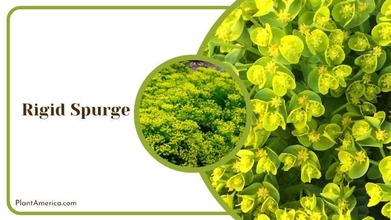 Bold Rigid Spurge Plant Plant America