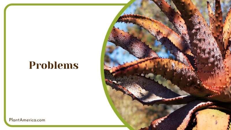 Bold Statement Piece for Your Indoor Plant America