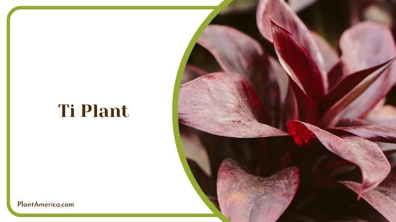 Bold Ti Plant Leaves Plant America