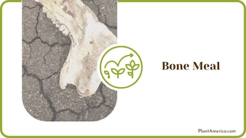 Bone Meal Contains Calcium Bone Meal Contains Calcium