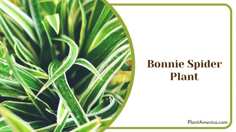 Bonnie Spider Plant PlantAmerica